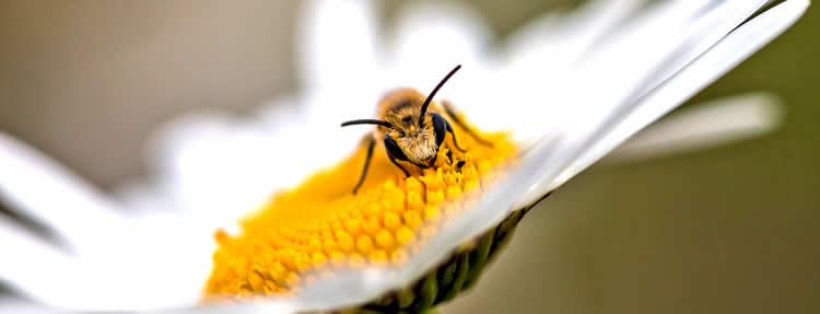 Levenscyclus solitaire bijen